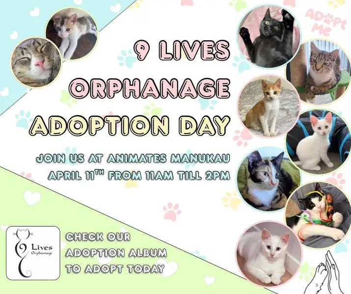 Adoption Day - 9 lives orphanage