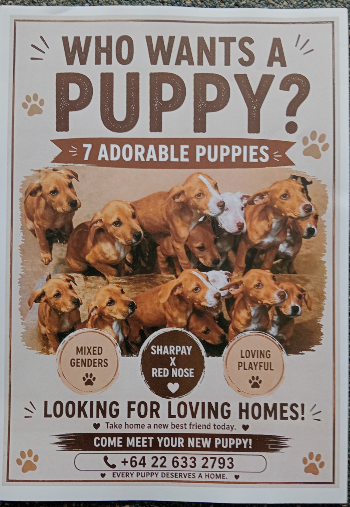FREE 4MTH OLD SHARPEI X RED NOSE